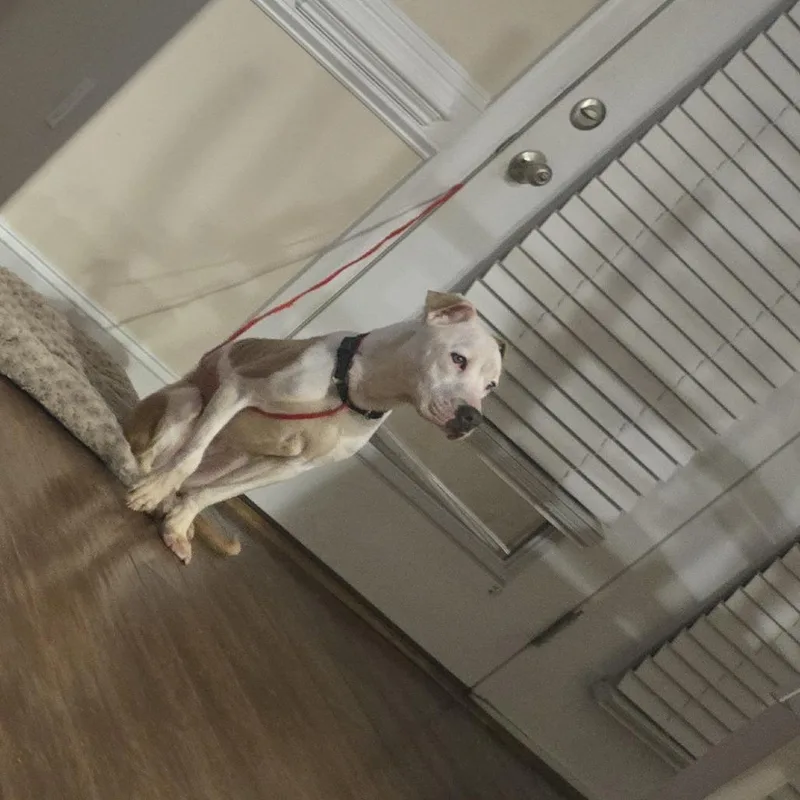 A young medium-sized female White / Cream Pit Bull Terrier dog named Athena for adoption in Greensboro, NC
