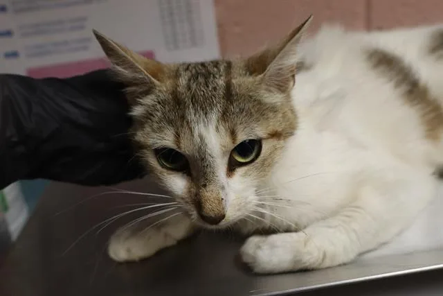 A young medium-sized female Domestic Short Hair cat named Puma for adoption in Columbia, SC