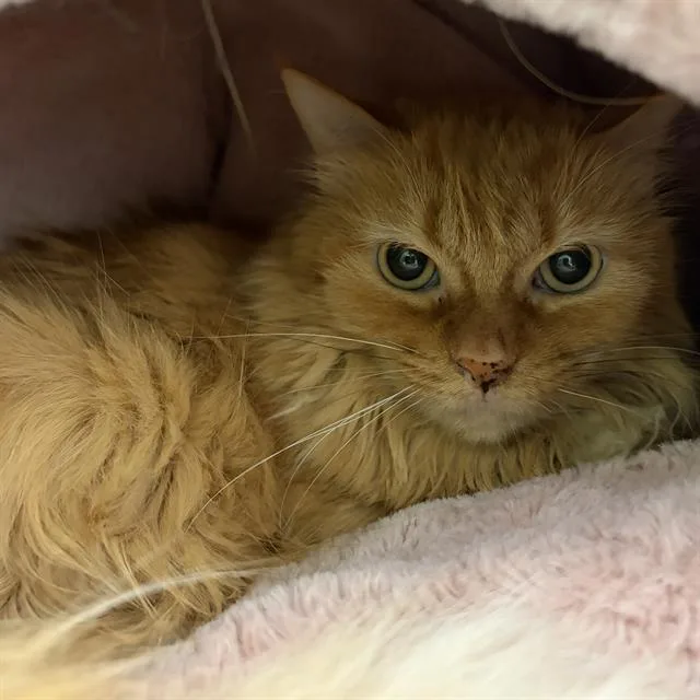 An adult small-sized female Domestic Long Hair cat named Ruby for adoption in Centerville, MA