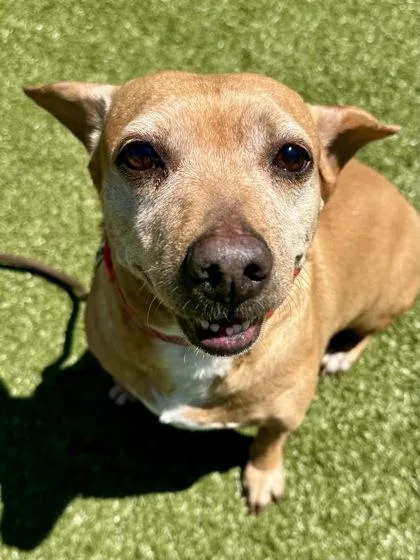 Bunny Rabbit thumbnail 2