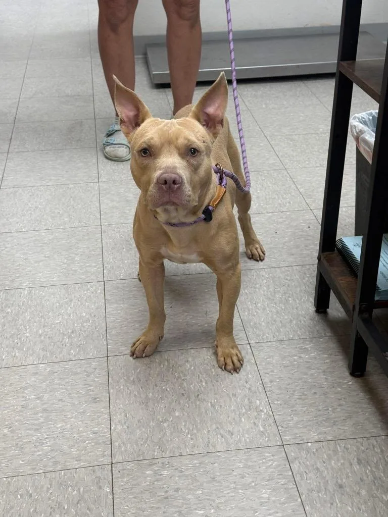 An adult medium-sized male Pit Bull Terrier dog named Karliak for adoption in Sorrento, LA