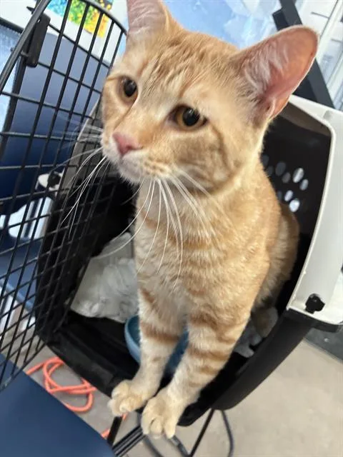 An adult medium-sized male Domestic Short Hair cat named Garfield for adoption in Dallas, TX