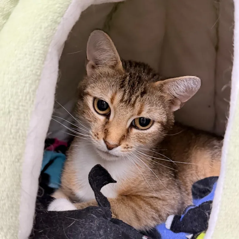 A young small-sized female Domestic Short Hair cat named Umbrella for adoption in State College, PA