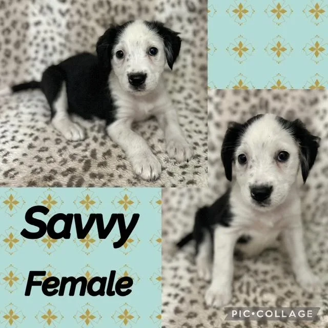 A baby medium-sized female Australian Shepherd dog named Savvy for adoption in Manchester, CT