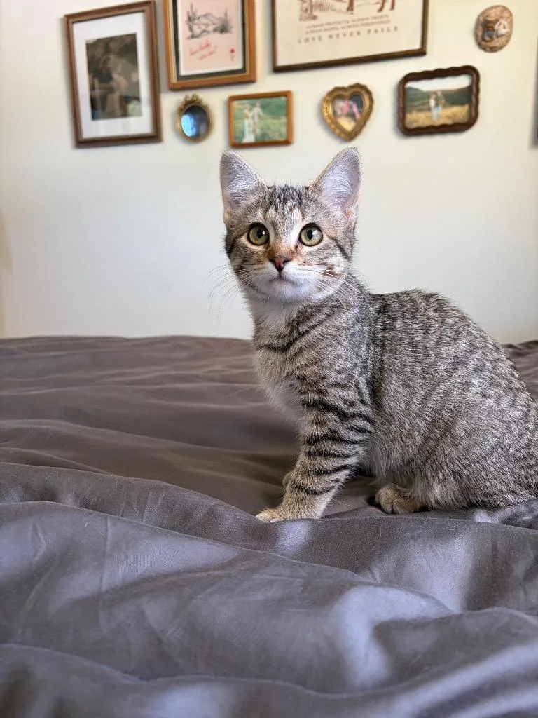 A baby medium-sized female Domestic Short Hair cat named Mocha for adoption in Logan, UT