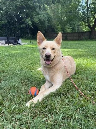 An adult large-sized male German Shepherd Dog dog named Yuki for adoption in Atlanta, GA
