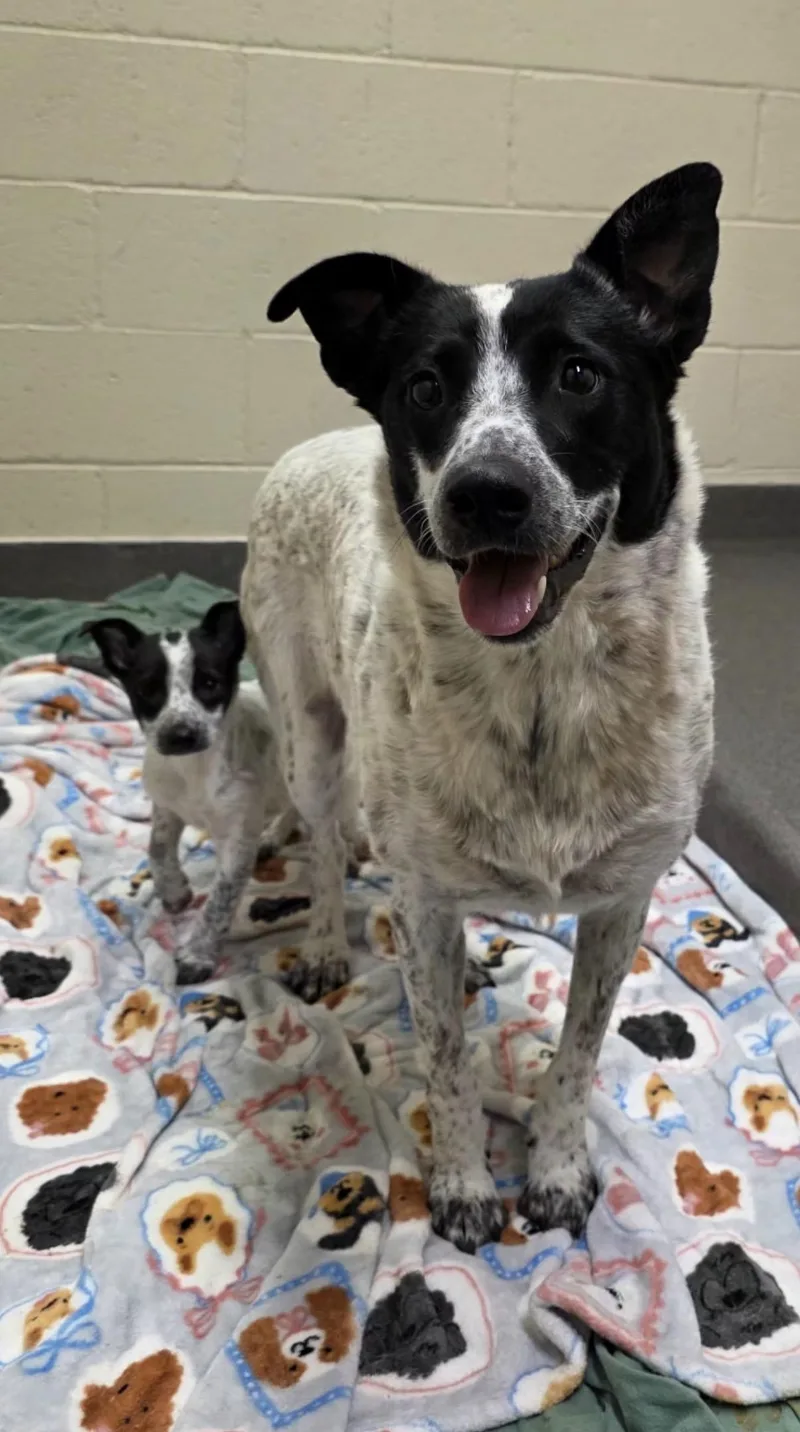 An adult medium-sized female White / Cream Australian Cattle Dog / Blue Heeler dog named Tulip for adoption in Fort Collins, CO