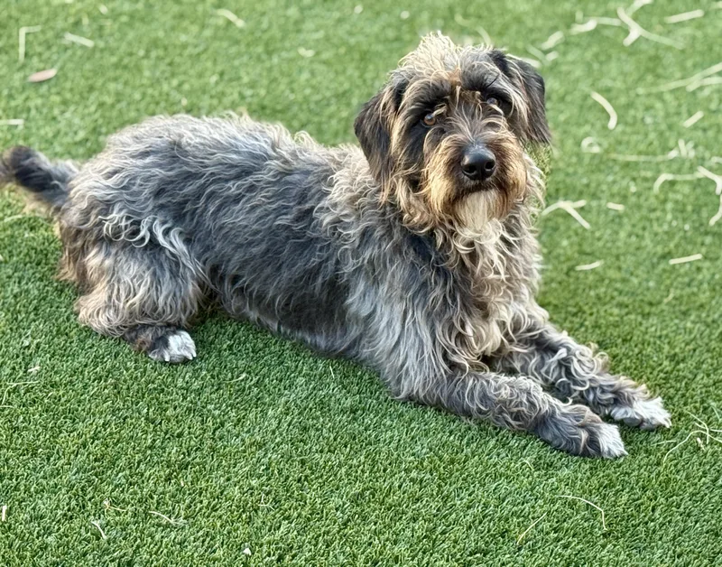 Charlie  The Handsome thumbnail 3