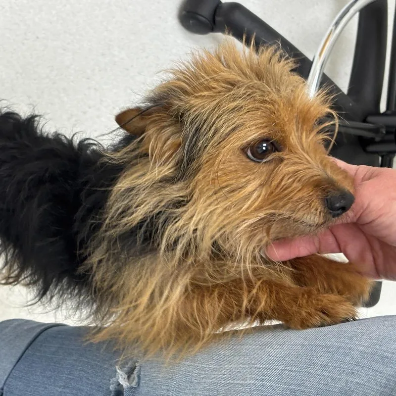 An adult small-sized male Black Yorkshire Terrier dog named Chester Wigglebottom for adoption in Chaska, MN
