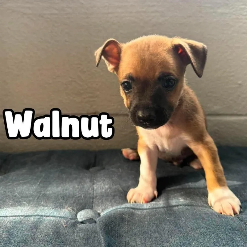 Walnut