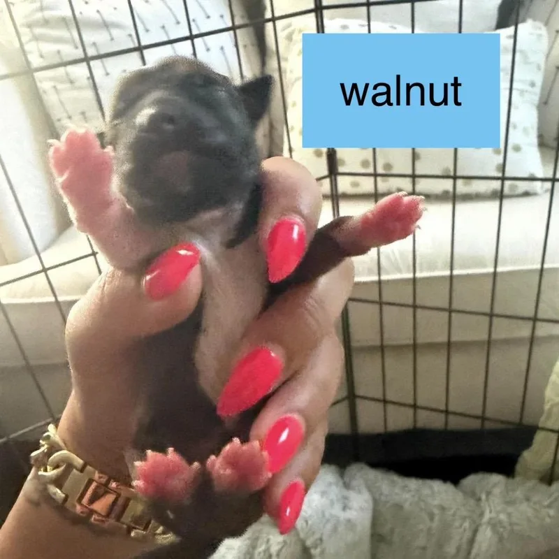 Walnut thumbnail 2
