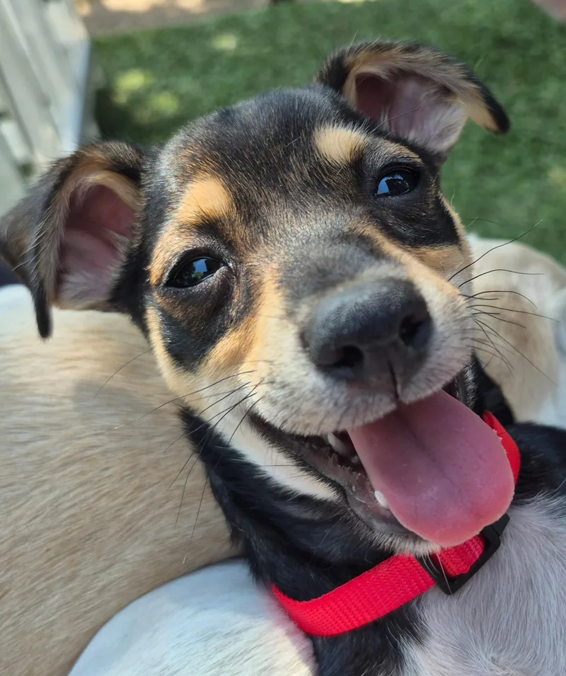 A baby small-sized male Papillon dog named Calliope for adoption in Long Beach, CA