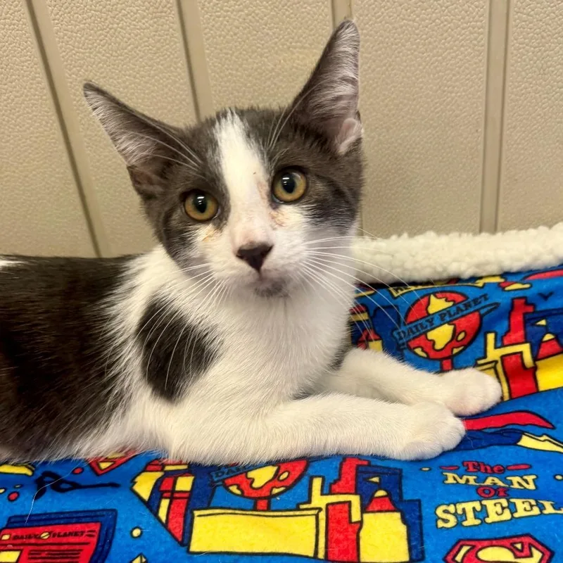 A baby small-sized male Gray / Blue / Silver Domestic Short Hair cat named Mona for adoption in Hawthorne, CA