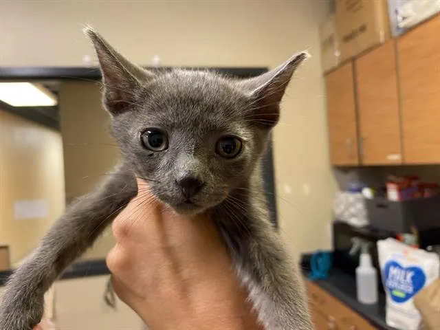 A baby small-sized male Domestic Short Hair cat named Zazu for adoption in Modesto, CA