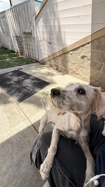 An adult small-sized female Poodle dog named Ivory for adoption in Fremont, CA