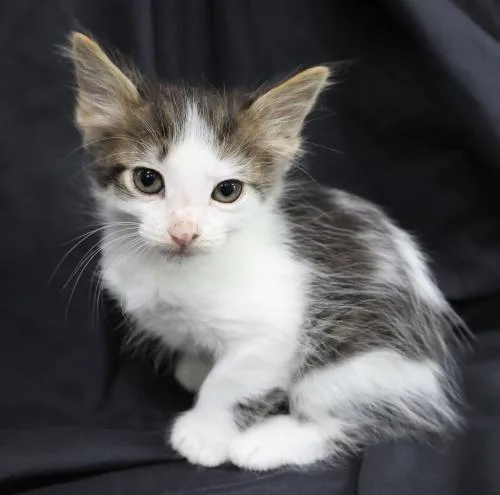 A baby medium-sized male Domestic Short Hair cat named KrumKake for adoption in Thief River Falls, MN