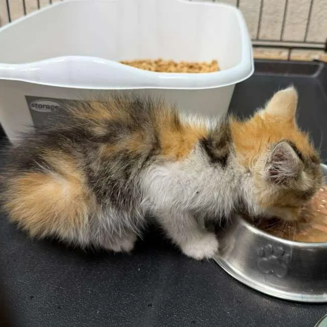 A baby small-sized female White Domestic Short Hair cat named Raley for adoption in Gadsden, AL