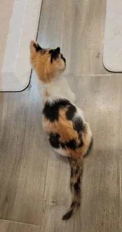 A baby medium-sized female Calico cat named Josie for adoption in oceanside, CA