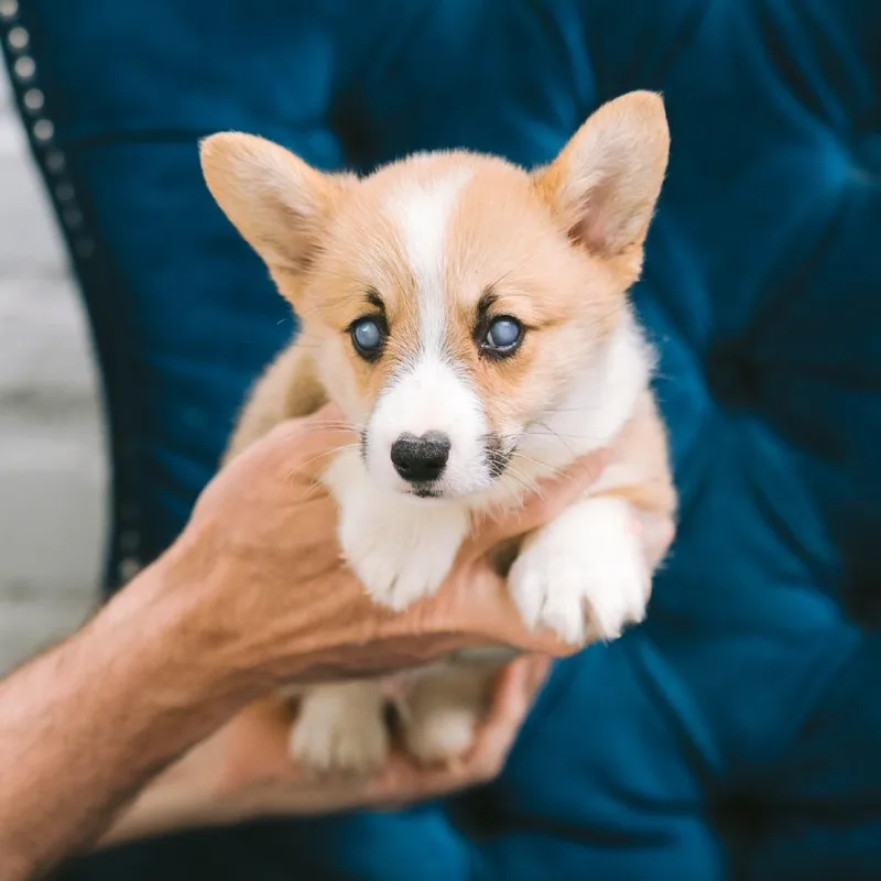 A baby small-sized male Red / Chestnut / Orange Corgi dog named Bulbasaur for adoption in Northbrook, IL