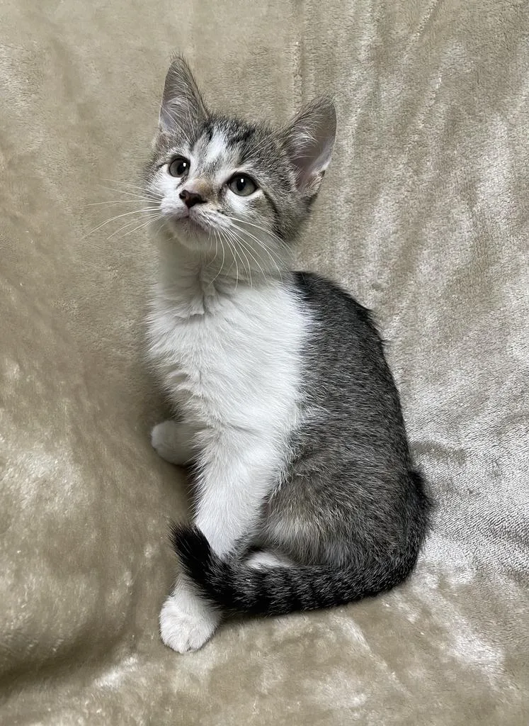Petunia