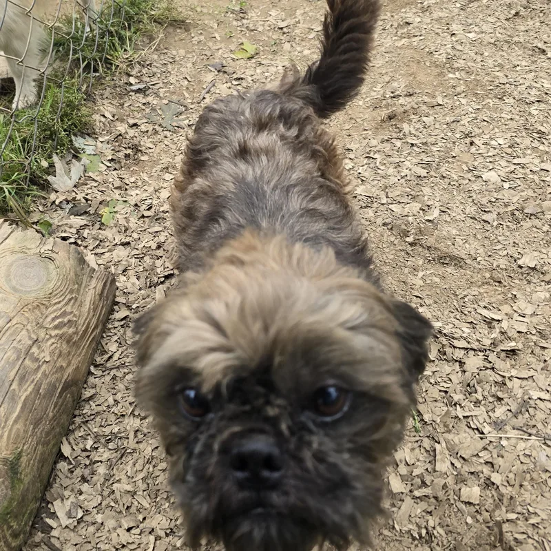 An adult small-sized male Gray / Blue / Silver Shih Tzu dog named Tucker for adoption in Zaleski, OH