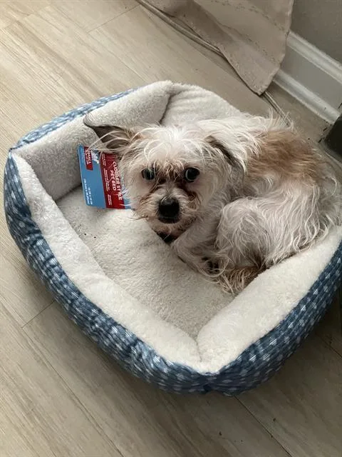 A young small-sized female Mixed Breed dog named Gia for adoption in Dallas, TX