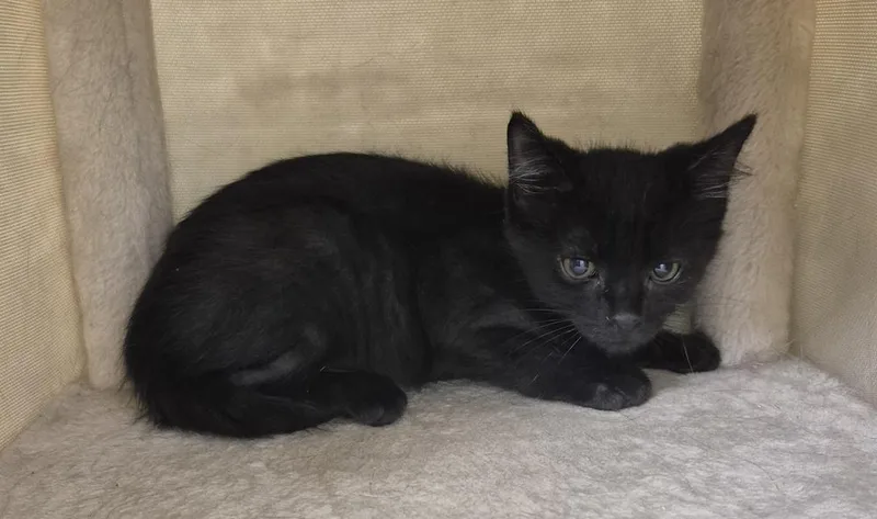 A baby small-sized male Black Domestic Short Hair cat named Levi for adoption in South Bend, IN