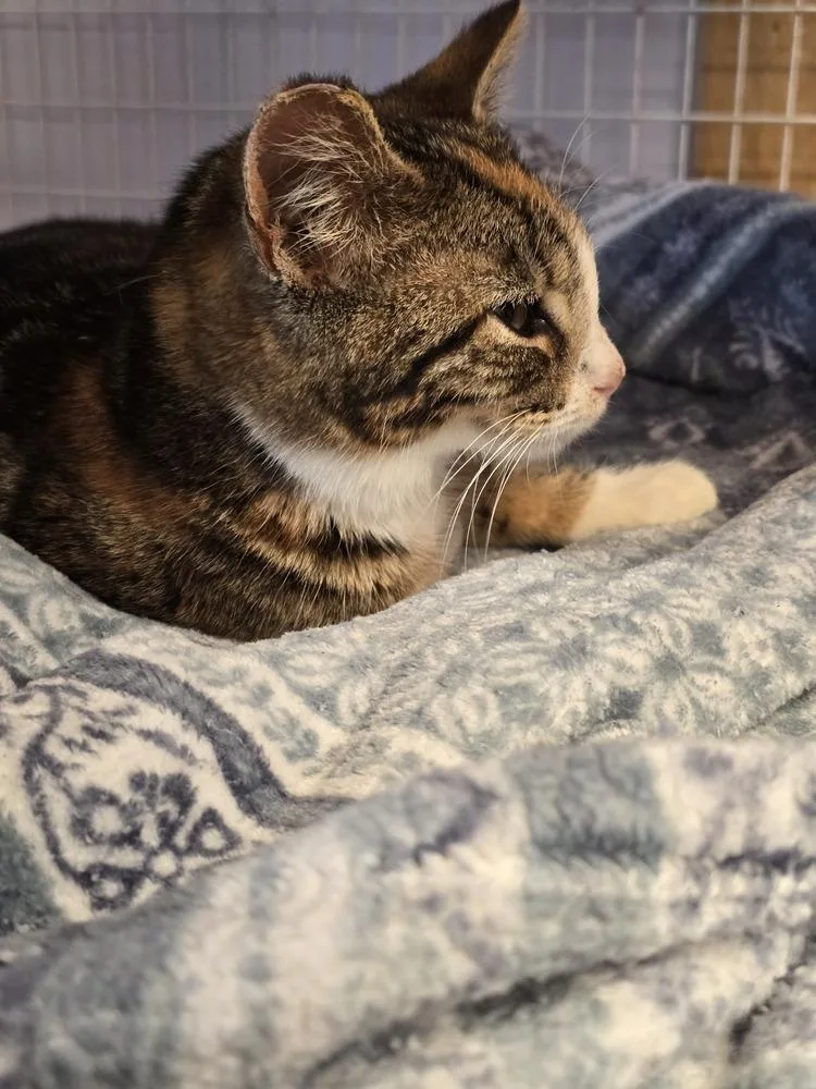 A baby small-sized female Domestic Short Hair cat named Slippers for adoption in Vancouver, WA