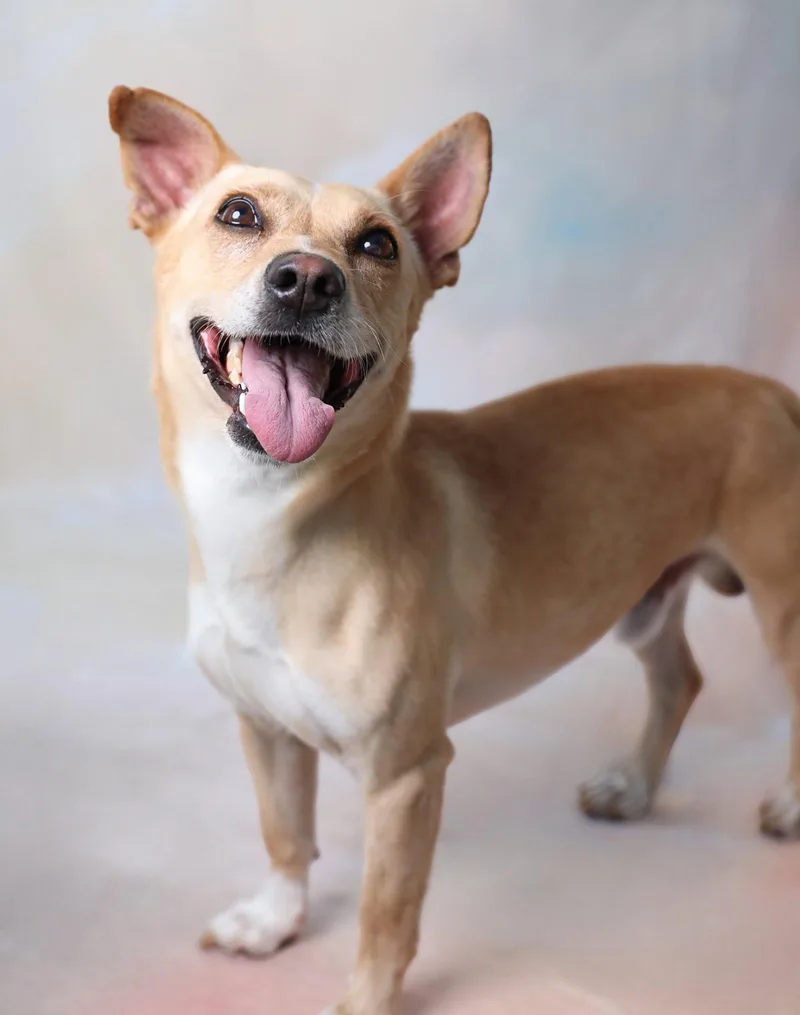 An adult medium-sized male Terrier dog named Yogi for adoption in Pasadena, CA