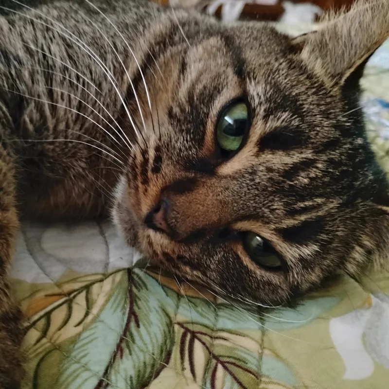 Patti  F thumbnail 4