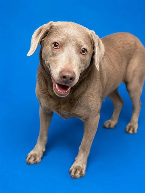 An adult large-sized female Mixed Breed dog named Sawyer for adoption in Jacksonville, FL