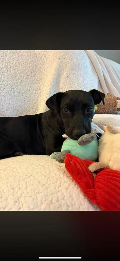 An adult large-sized female Retriever dog named ToeBe for adoption in Brunswick, GA
