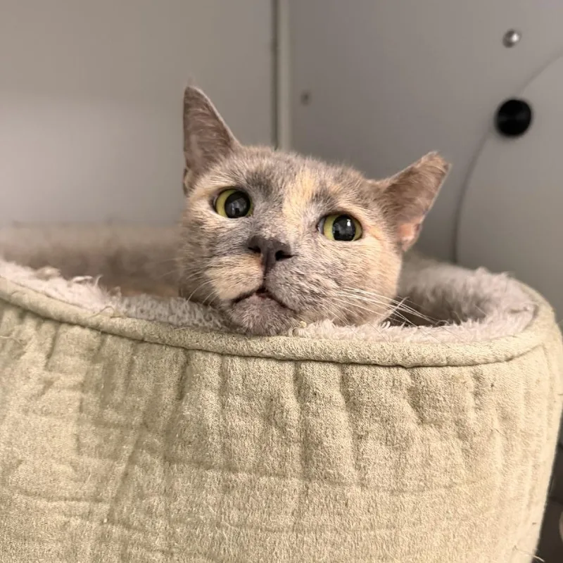 An adult small-sized female Domestic Short Hair cat named Diana for adoption in Columbus, NC