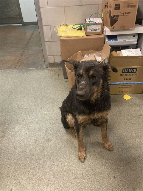 A young medium-sized male Mixed Breed dog named Loki for adoption in Dallas, TX
