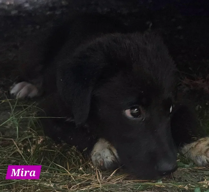 Mira thumbnail 4