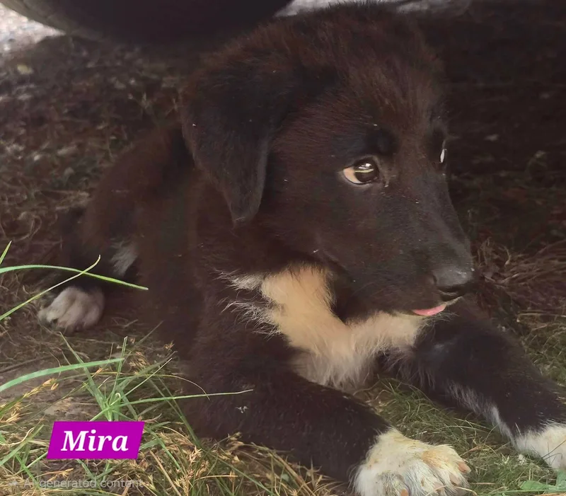 Mira thumbnail 5
