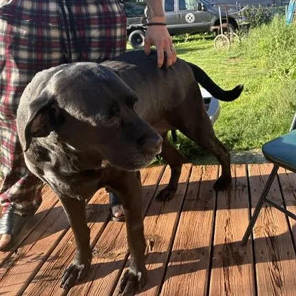 A senior extra large-sized male Black Labrador Retriever dog named Montaigne D for adoption in Princeton, MN