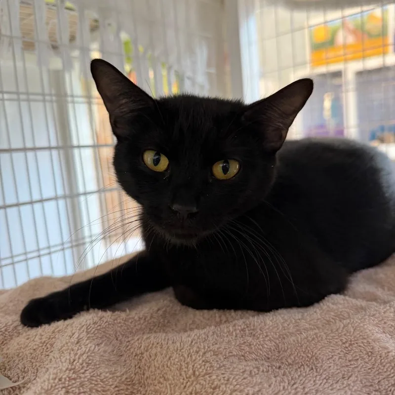 A young medium-sized female Domestic Short Hair cat named Midnight for adoption in Chicago, IL
