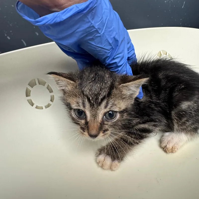 A baby small-sized female Gray / Blue / Silver Domestic Short Hair cat named Lemming for adoption in Columbus, GA