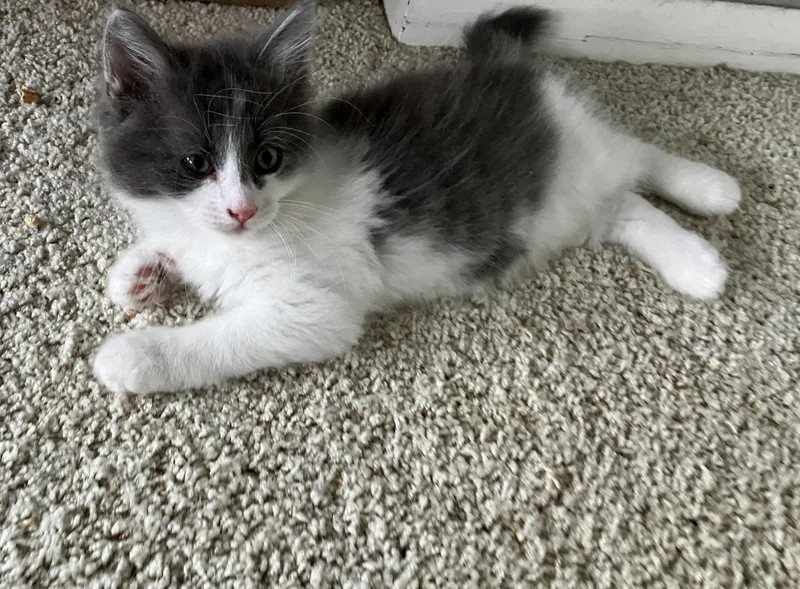 Pippin