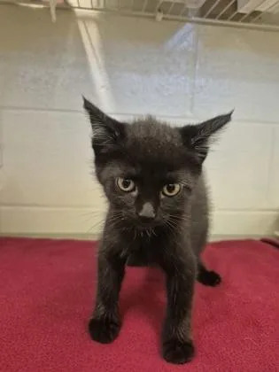 A young small-sized male Domestic Short Hair cat named Siracha for adoption in Columbus, IN