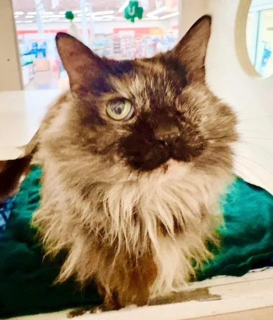 Peekaboo thumbnail 2