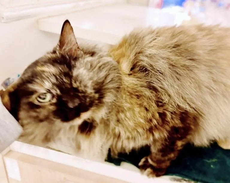 Peekaboo thumbnail 3