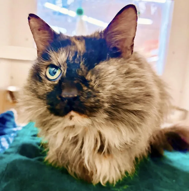 Peekaboo thumbnail 4