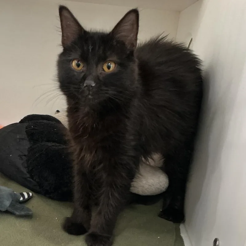A young small-sized female Black Domestic Medium Hair cat named Juniper for adoption in Elizabeth City, NC