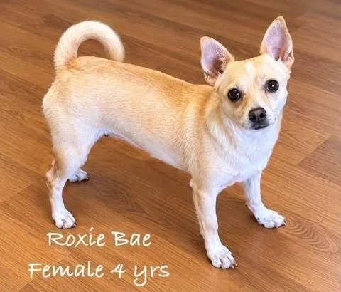 An adult small-sized female Chihuahua dog named Roxie Bae for adoption in Waunakee, WI