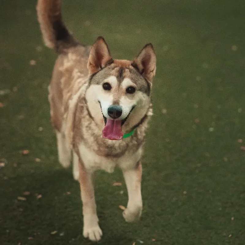 Mishka thumbnail 5