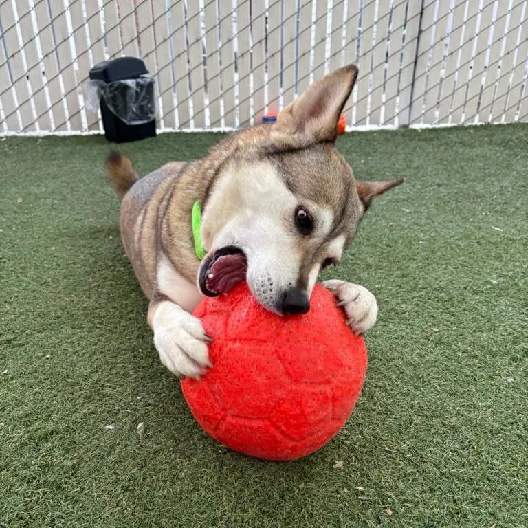 Mishka thumbnail 6