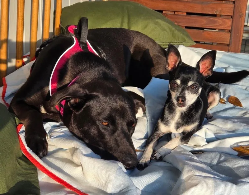 Nancy Drew thumbnail 3