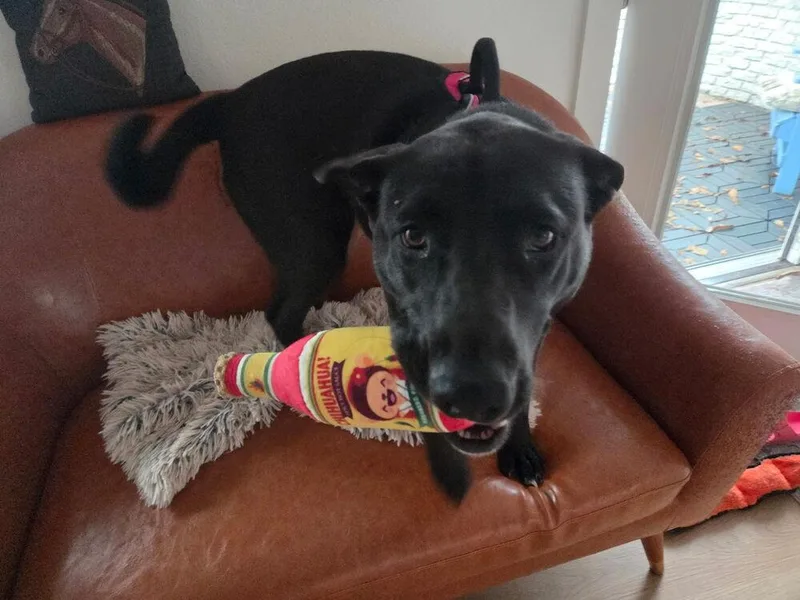 Nancy Drew thumbnail 5